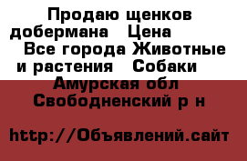 Продаю щенков добермана › Цена ­ 45 000 - Все города Животные и растения » Собаки   . Амурская обл.,Свободненский р-н